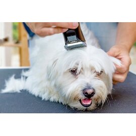 Cạo lông cún ( Từ 5 kg đến dưới 10 kg)