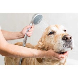 Tắm trị rận, trị viêm da cho Chó (Từ 10 kg đến dưới 15 kg)