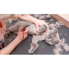 Cạo Lông mèo (Từ 1kg đến dưới 3 kg)