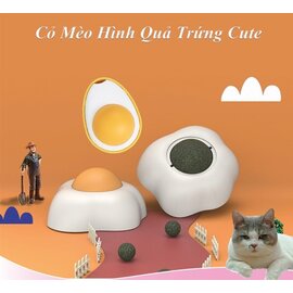 Cỏ mèo dán tường quả trứng