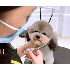 Cắt tỉa cho chó trọn gói (Từ 15 kg đến 20 kg)