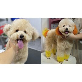 Nhuộm trọn gói (Dưới 2.5 kg)