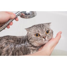 Tắm rửa thường áp dụng cho khách gửi cún từ 3 ngày trở lên (1Lần/ Bạn)