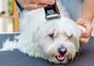 Cạo lông cún ( Từ 5 kg đến dưới 10 kg)
