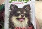 Snack cho chó vị thịt gà tươi dạng que JerHigh