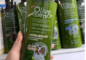 Sữa tắm Olive diệt ve, rận, bọ chét